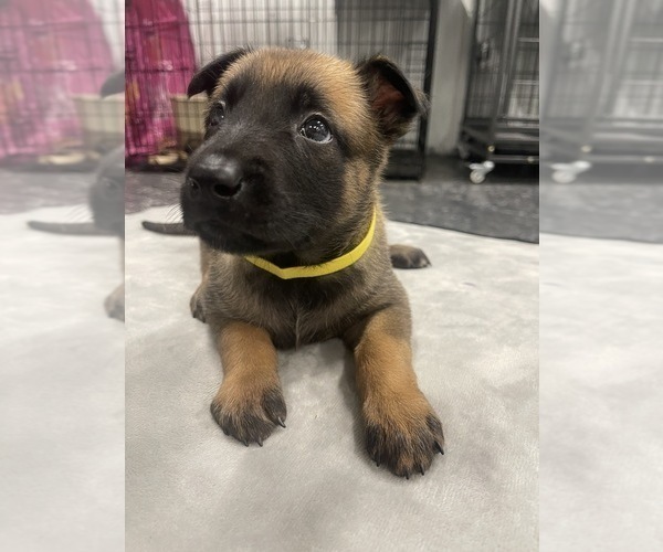 Medium Photo #177 Belgian Malinois Puppy For Sale in REESEVILLE, WI, USA