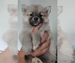 Small Photo #45 Pomsky Puppy For Sale in LOVELAND, CO, USA