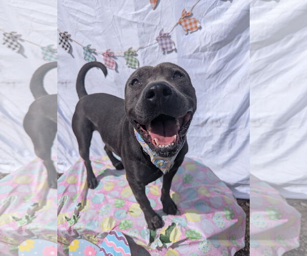 Medium Photo #2 American Staffordshire Terrier-Unknown Mix Puppy For Sale in Calhoun, GA, USA