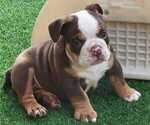 Small Photo #4 English Bulldog Puppy For Sale in GULF BREEZE, FL, USA