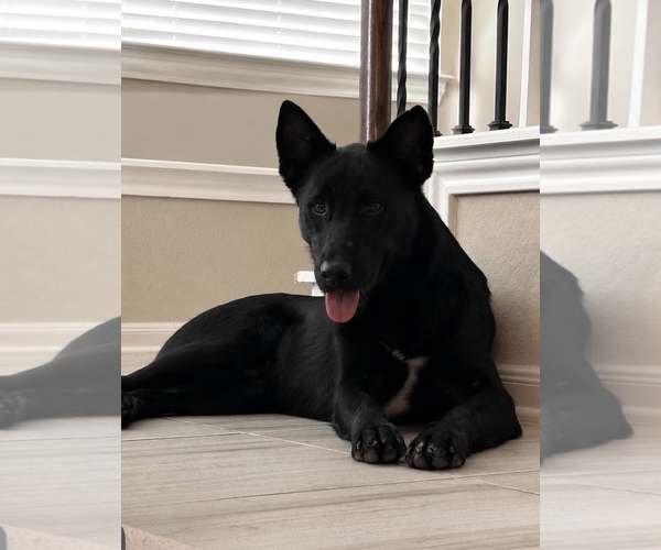 Medium Photo #1 German Shepherd Dog-Unknown Mix Puppy For Sale in Kankakee, IL, USA