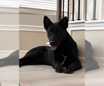 Knight - Male German Shepherd Dog-Unknown Mix Dog for Adoption - Small photo