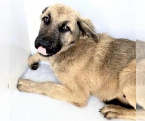Medium Photo #1 German Shepherd Dog-Unknown Mix Puppy For Sale in Houston, TX, USA