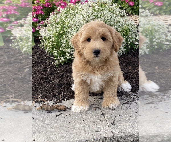 Medium Photo #6 Coton de Tulear-Poodle (Toy) Mix Puppy For Sale in CANOGA, NY, USA