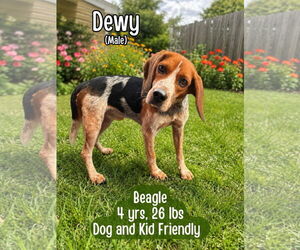 Mutt Dogs for adoption in Westwood, NJ, USA
