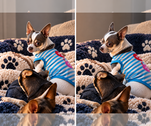 Father of the Chihuahua puppies born on 08/15/2026