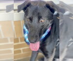 Small #7 Labrador Retriever Mix