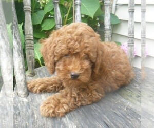 Poodle (Miniature) Puppy for sale in BLAIN, PA, USA