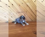 Small Photo #13 Aussie-Poo Puppy For Sale in QUARRYVILLE, PA, USA