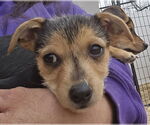 Small #3 Chihuahua-Norfolk Terrier Mix
