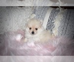 Small Photo #3 Pomeranian Puppy For Sale in BANKS SPRINGS, LA, USA