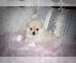 Small #2 Pomeranian