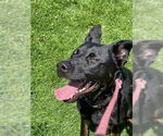 Small Photo #2 Mutt Puppy For Sale in Woodland Hills, CA, USA