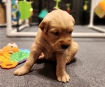 Puppy Purple Golden Retriever