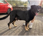 Small #3 Mutt