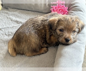 Norfolk Terrier Puppy for sale in LITTLETON, CO, USA