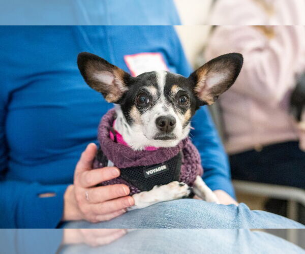 Medium Photo #5 Chiweenie Puppy For Sale in Mundelein, IL, USA