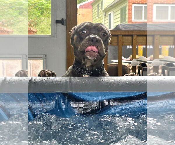 Medium Photo #5 American Pit Bull Terrier Puppy For Sale in Rockville, MD, USA