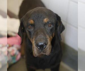 Rottweiler Dogs for adoption in San Antonio, TX, USA