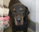 Small Rottweiler