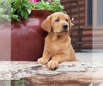 Small Photo #8 Labrador Retriever Puppy For Sale in MILLVILLE, MN, USA