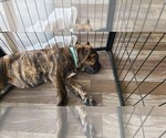 Small #1 Cane Corso