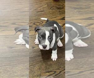 American Pit Bull Terrier Puppy for sale in BAYONNE, NJ, USA
