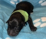Small Photo #5 Labrador Retriever Puppy For Sale in OLIVE HILL, KY, USA