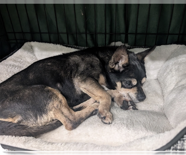 Medium Photo #4 Chihuahua-Unknown Mix Puppy For Sale in Plainfield, IL, USA