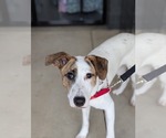 Small #2 Labrador Retriever Mix