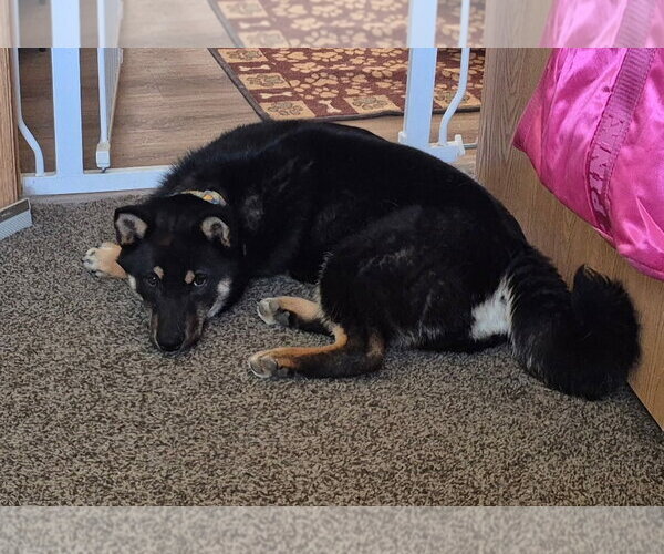 Medium Photo #2 Shiba Inu Puppy For Sale in Omaha, NE, USA