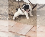 Puppy 6 Cojack