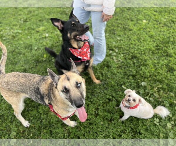 Medium Photo #5 Gerberian Shepsky Puppy For Sale in San Jose, CA, USA
