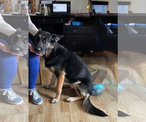 German Shepherd Dog Dogs for adoption in Plantation, FL, USA