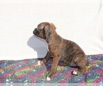 Small Photo #5 Boxer Puppy For Sale in BLOOMINGTON, IN, USA