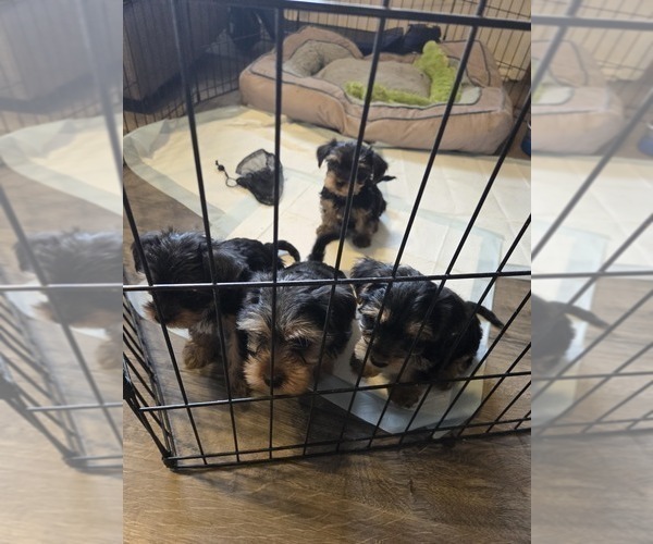 Medium Photo #12 Yorkshire Terrier Puppy For Sale in NORTHGLENN, CO, USA