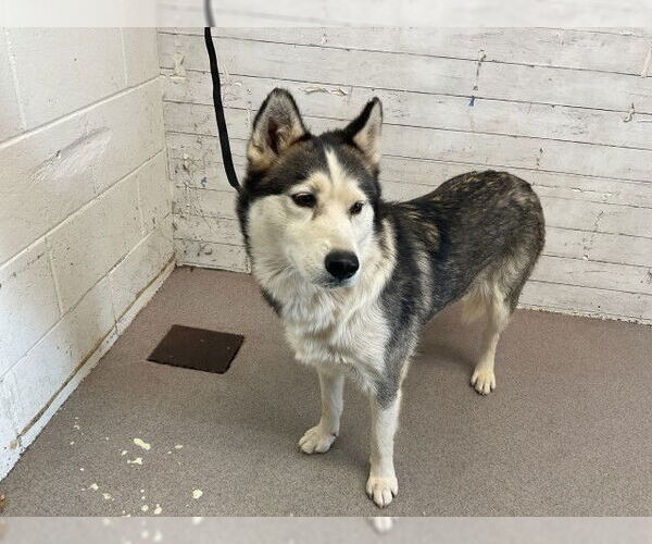 Medium Photo #1 Siberian Husky-Unknown Mix Puppy For Sale in San Bernardino, CA, USA