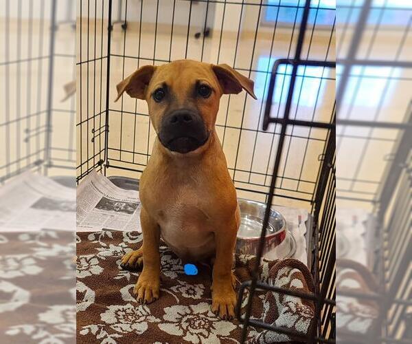 Medium Photo #1 Mutt Puppy For Sale in San Antonio, TX, USA