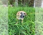 Small #4 Mutt