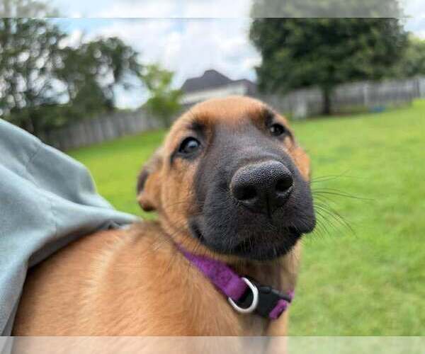 Medium Photo #1 Mutt Puppy For Sale in Stevens Point, WI, USA