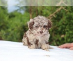 Small #14 ShihPoo