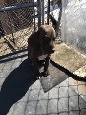 German Shorthaired Pointer Puppy for sale in BURLINGTON, MA, USA