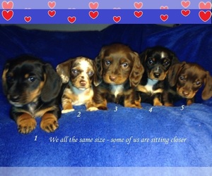 Dachshund Puppy for sale in GREENVILLE, TX, USA