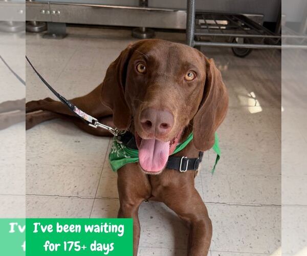 Medium Photo #5 German Shorthaired Pointer-Unknown Mix Puppy For Sale in Washington, DC, USA