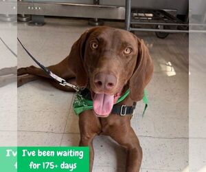 Polo - Male German Shorthaired Pointer-Unknown Mix Dog for Adoption - Photo #5