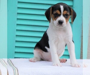 cavalier king charles jack russell mix