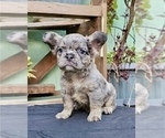Small #1 French Bulldog