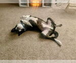 Small #4 American Pit Bull Terrier-American Staffordshire Terrier Mix