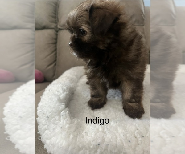 Medium Photo #7 Shiranian Puppy For Sale in AVOCA, MI, USA
