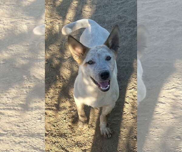Medium Photo #1 Pembroke Welsh Corgi-Unknown Mix Puppy For Sale in Lancaster, CA, USA